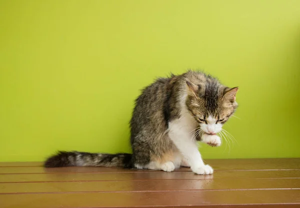 Mulher Gato Sentado Banco Contra Fundo Verde Lava — Fotografia de Stock