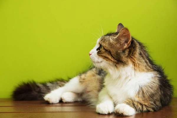 Kočičí Žena Leží Lavičce Pozadí Zelené Pozadí — Stock fotografie