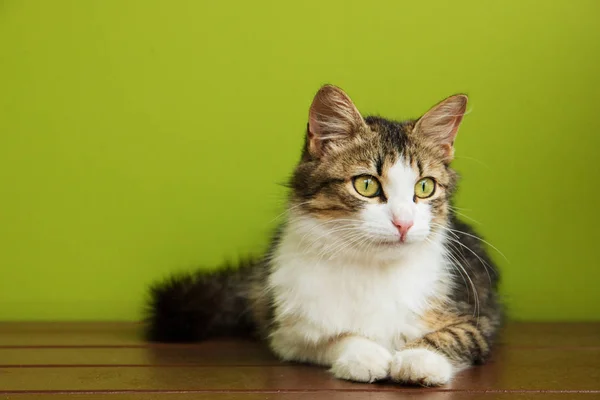 Kočičí Žena Leží Lavičce Pozadí Zelené Pozadí — Stock fotografie