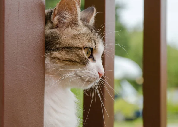 Retrato Gato Mulher Olhar Para Lado — Fotografia de Stock