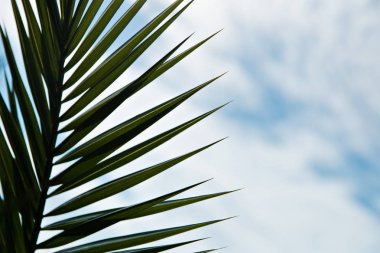 Mavi gökyüzü arka plan üzerinde siluet palmiye yaprakları.