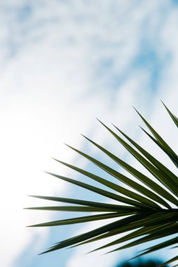 Mavi gökyüzü arka plan üzerinde siluet palmiye yaprakları.