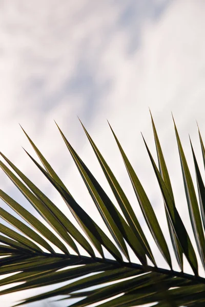 Mavi gökyüzü arka plan üzerinde siluet palmiye yaprakları.