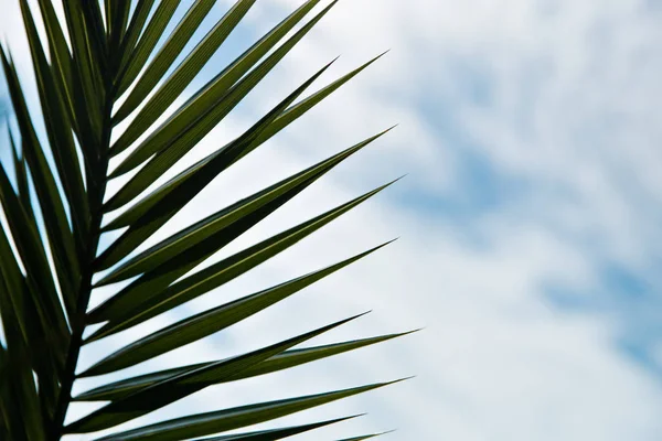 Mavi gökyüzü arka plan üzerinde siluet palmiye yaprakları.