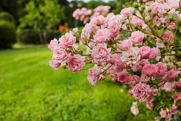 Rosa Rosensträucher Die Sommer Garten Blühen — Stockfoto