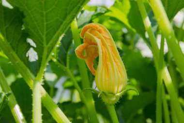 Sebze Bahçe yaz aylarında çiçeklenme kabak