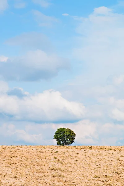 Uma Árvore Solitária Campo Contra Céu Azul Claro — Fotografia de Stock