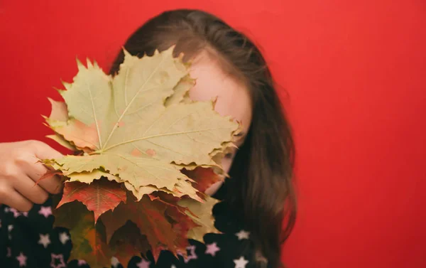 autumn theme, the girl covers her face with a bouquet of maple leaves on a red background.