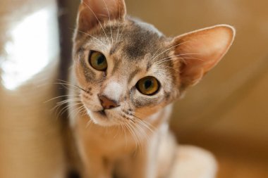 Habeş yavru kedi portre yakın çekim meraklı namlu.