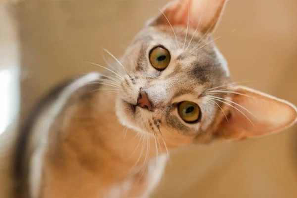 Habeş yavru kedi portre yakın çekim meraklı namlu.
