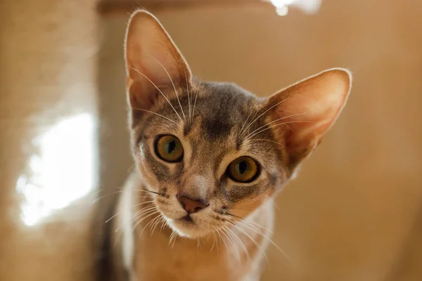 Habeş yavru kedi portre yakın çekim meraklı namlu.