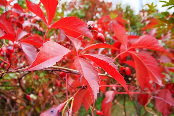 Leuchtendes Rot Hinterlässt Den Hintergrund Der Natur Klettern Pflanzenwand Herbst — Stockfoto