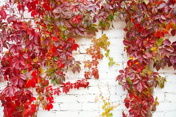 Leuchtendes Rot Hinterlässt Den Hintergrund Der Natur Kletterpflanzenwand Herbstlandschaft — Stockfoto