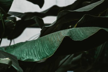 tropikal yaprak doku, koyu yeşil yeşillik doğa arka plan.