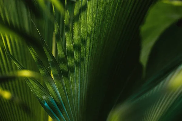 Folhas Palma Fundo Verde Escuro Plantas Cultivadas Jardim Botânico — Fotografia de Stock