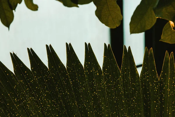 Foglie Palma Sfondo Verde Scuro Piante Coltivate Nell Orto Botanico — Foto Stock