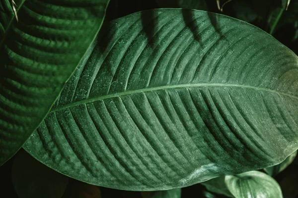 Textura Hoja Tropical Follaje Verde Oscuro Fondo Naturaleza — Foto de Stock