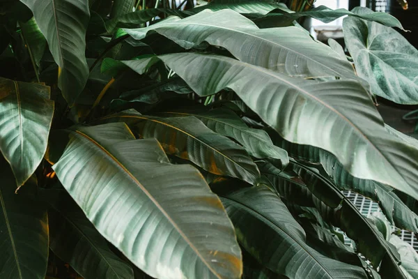 Tropiska Löv Textur Mörkt Gröna Blad Natur Bakgrund — Stockfoto