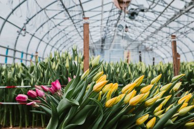 Güzel pembe ve Sarı laleler, bahar çiçekleri bir serada yetiştirilen. Bahar çiçekleri ve Çiçekçilik