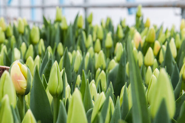Желтые тюльпаны, весенние цветы, выращенные в зеленом доме.
