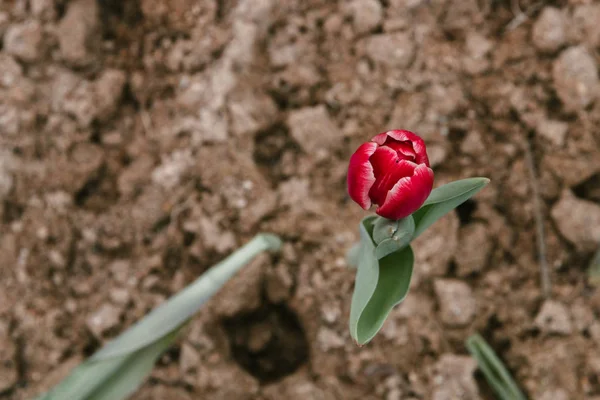 Belle tulipe rose, fleurs printanières cultivées dans une serre. Fleurs pring et floriculture — Photo