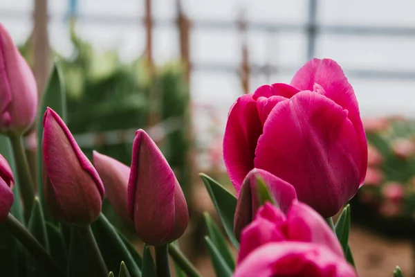 Belles tulipes roses, fleurs printanières cultivées en serre. Fleurs pring et floriculture — Photo