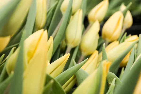 Belles tulipes jaunes, fleurs printanières cultivées dans une serre. Fleurs pring et floriculture — Photo