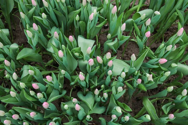 Belles tulipes roses, fleurs printanières cultivées en serre. Fleurs pring et floriculture — Photo
