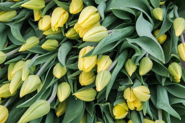 Belles tulipes jaunes, fleurs printanières cultivées dans une serre. Fleurs pring et floriculture — Photo