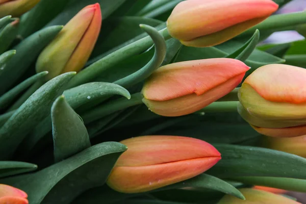 Belles tulipes orange, fleurs printanières cultivées dans une serre.Fleurs pring et floriculture Focus sélectif — Photo