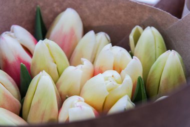 Güzel laleler, bahar çiçekleri bir serada yetiştirilen. Bahar çiçekleri ve Çiçekçilik. Seçici odak