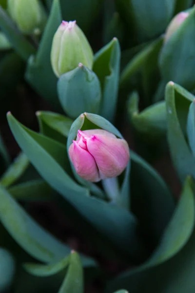 Hermoso tulipán rosado, flores de primavera cultivadas en un invernadero. Enfoque selectivo — Foto de Stock