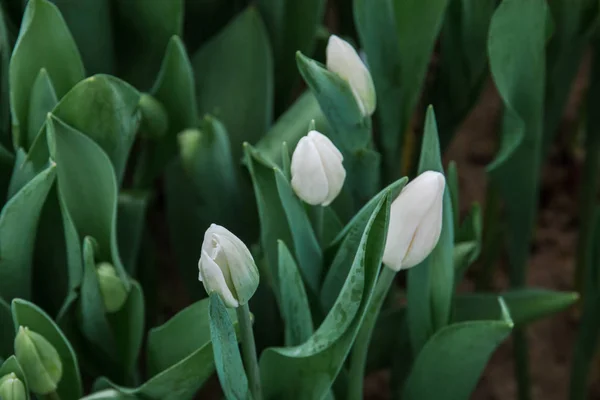 Hermosos tulipanes blancos, flores de primavera cultivadas en un invernadero. — Foto de Stock