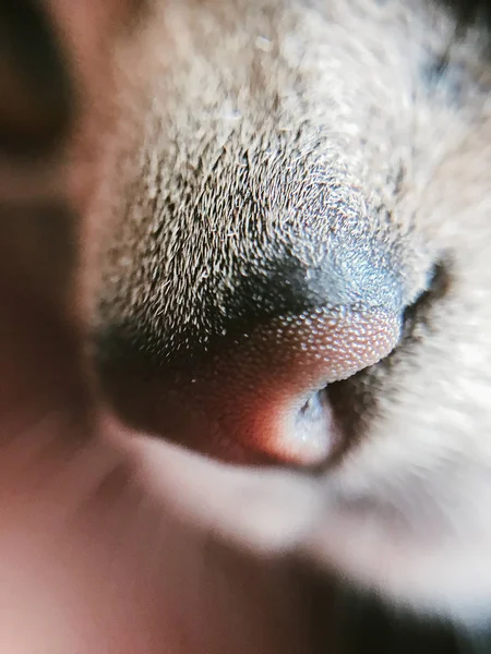 Pemandangan yang indah dari hidung kucing Abyssinian kucing. Makro. Konsep Hewan Peliharaan. Sebuah potret dari hewan. Fragmen — Stok Foto