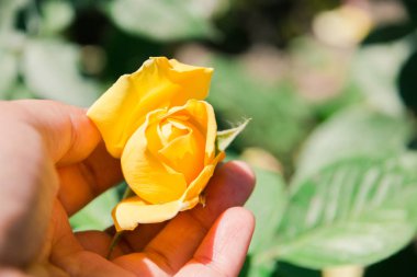 Şehir Parkı'nda muhteşem bahçe gülleri büyüyor