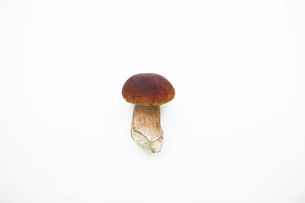 Boletus de hongos blancos sobre fondo blanco, enfoque selectivo, aislado — Foto de Stock