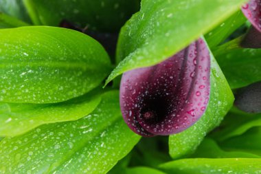 Calla, yağmur damlaları ile bahçe çiçek mor