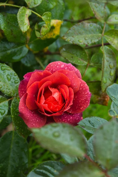 Красивая красная роза в саду с капли дождя, избирательный фокус — стоковое фото