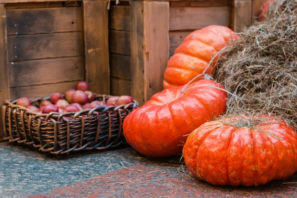 Seasonal pumpkin harvest on straw market selective focus — Stock Photo, Image