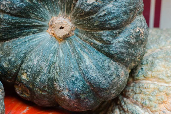 Seasonal big green pumpkin harvest market selective focus — Stock Photo, Image