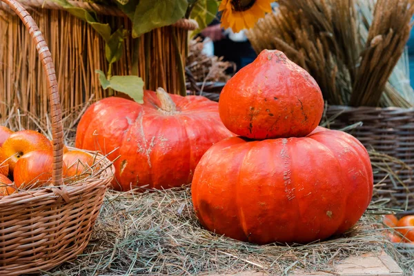 Seasonal pumpkin harvest on straw market selective focus — Stock Photo, Image