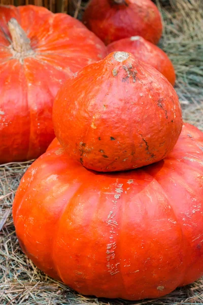 Seasonal pumpkin harvest on straw market selective focus — Stock Photo, Image