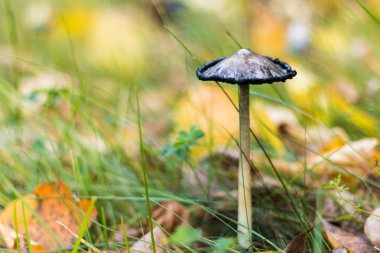 Çayırda yetişen mantarlar, sonbaharın sulu renkleri, sonbahar kompozisyonu, seçici odak noktası.