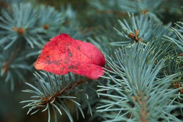 Rotes abgefallenes Blatt auf den Zweigen der Blaufichte, leuchtende saftige Herbstfarben, herbstliche Komposition — Stockfoto