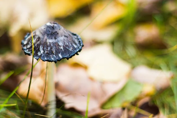 Cogumelos de toadstool que crescem no prado, cores suculentas brilhantes de outono, composição de outono, foco seletivo — Fotografia de Stock