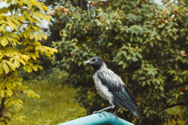Wet Crow Parapet Background Green Bushes Selective Focus — Stock Photo, Image