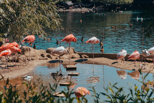 Pinkfarbene Flamingos Und Enten Leben Einem Reservoir Stadtzoo Moskau Russland — Stockfoto