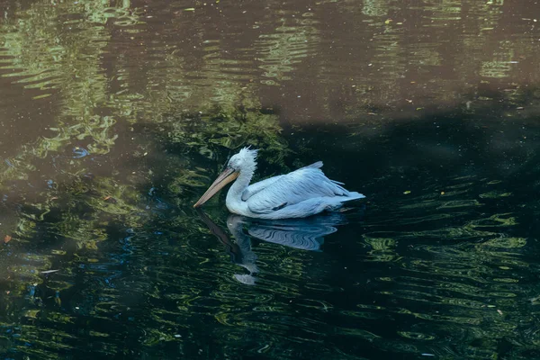 Ein Weißer Pelikan Schwimmt Einem Teich Stadtzoo Moskau Russland Juli — Stockfoto