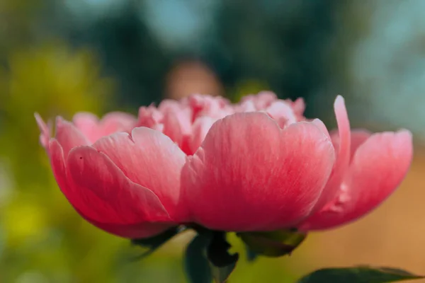 Pink peony in the garden. Blooming pink peony. Close-up of a beautiful pink peony flower