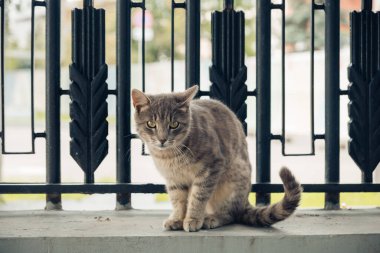 Sevimli bir bahçe kedisi çit boyunca yürür ve kameraya bakar. Sokak fotoğrafları..